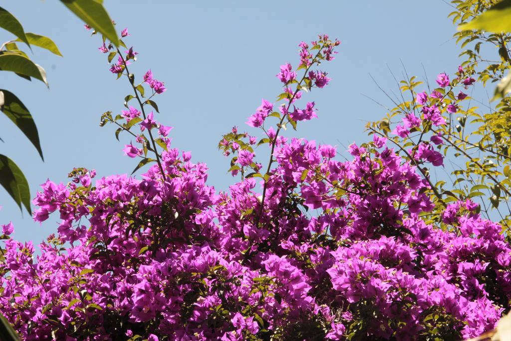 Le Palme Garden San Giorgio (Messina) Exterior foto